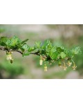 Ribes uva-crispa ‘Slavuta’